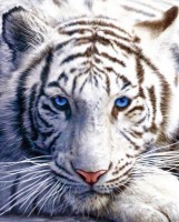 /album/galleria-fotografica/tigre-bianca-2-jpg/